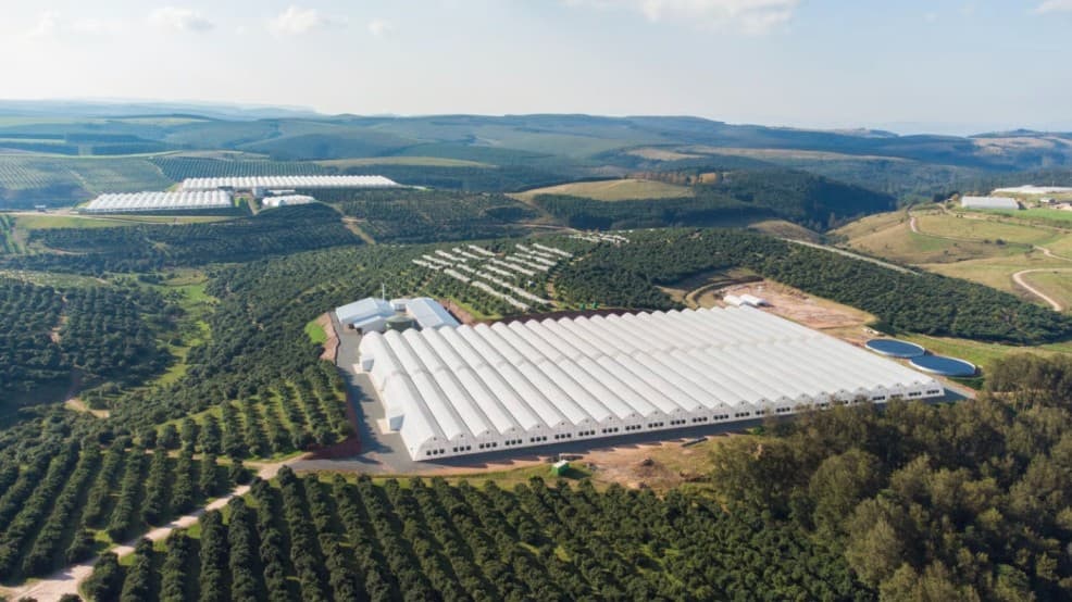 Noreta Farms Phase 2 expansion — palm and avocado plantations