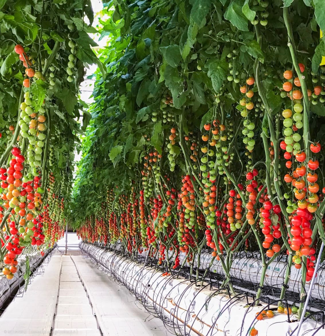 Automated monitoring and yield-optimization systems