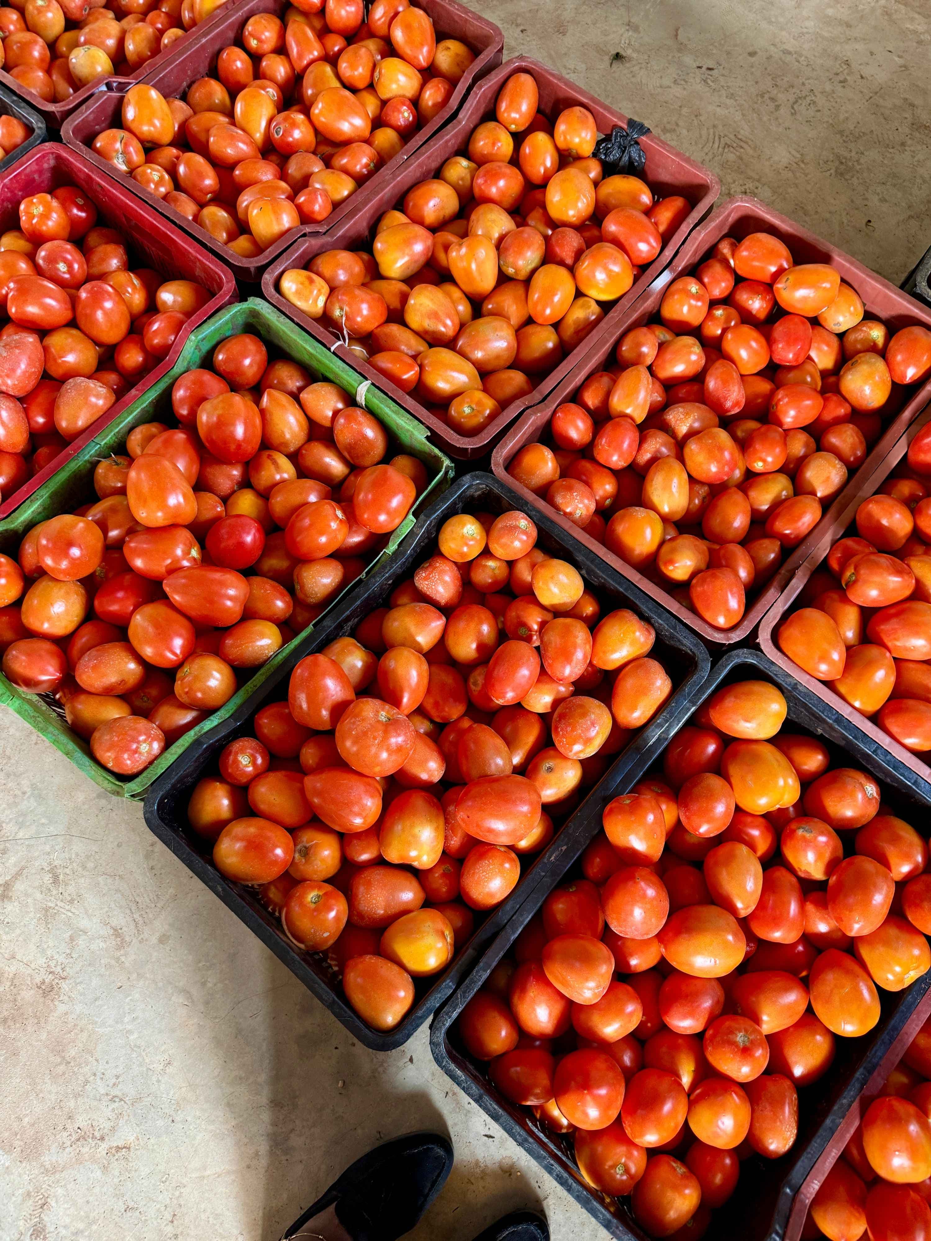 Premium Tomato Varieties